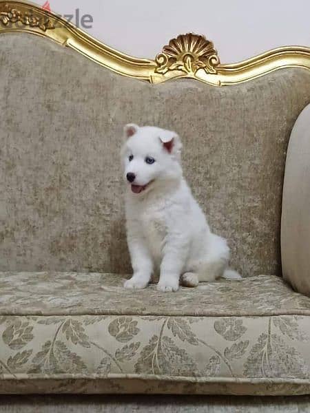 كلبة white alaska pure 1