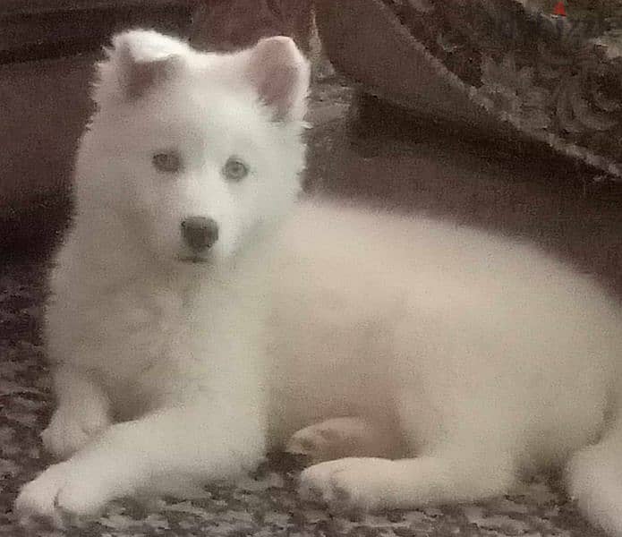 كلبة white alaska pure 2