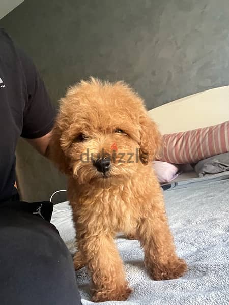 Toy poodle 3