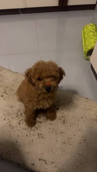 Toy poodle 4
