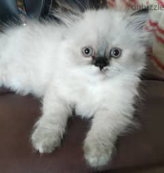 قطه هيمالايا فارسي عيون زرقاء بيور عمرها شهرين ونصف