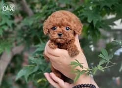 Toy poodle 0