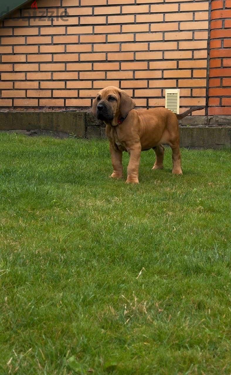Fila Brasileiro Dog Imported from European 1