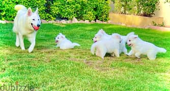White German puppies جراوي وايت جيرمن