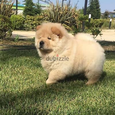 تشاو شاو مستوى مميز  اتشاو Chow chow