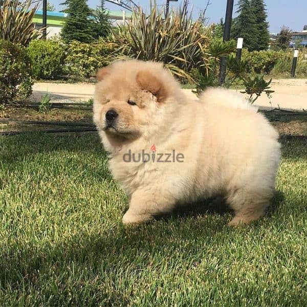 تشاو شاو مستوى مميز  اتشاو Chow chow 0