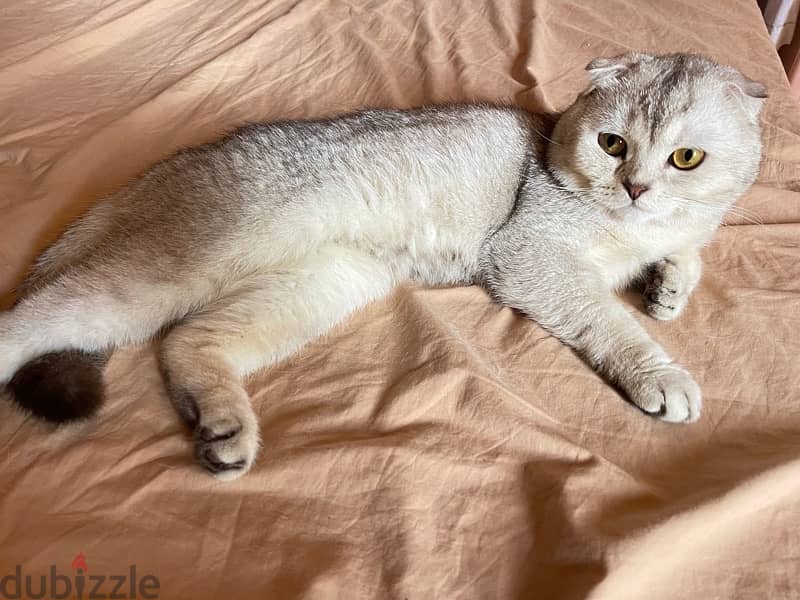 silver shade Scottish fold for sale 2