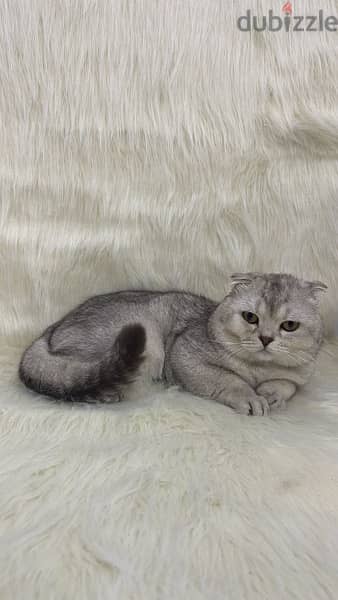 silver shade Scottish fold for sale 3
