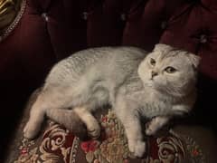 silver shade Scottish fold for sale