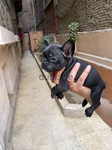 french bulldog 2