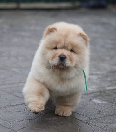 تشاو اتشاو اعلى مستوى أهالى FCI  شاو chow chow