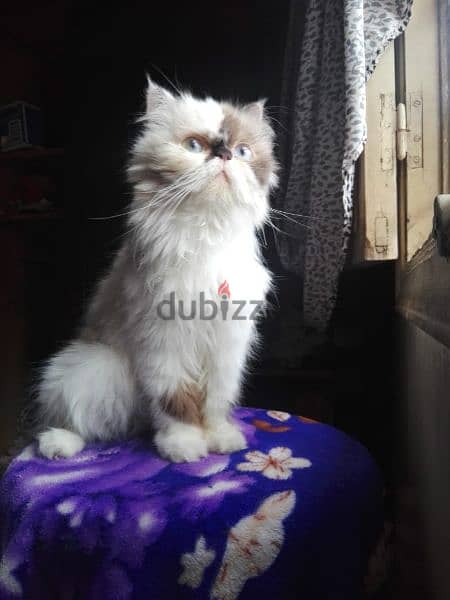 قطة أنثى الوانها  أية في الجمال  هيمالايا زورار باي كلر 1