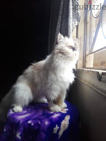 قطة أنثى الوانها  أية في الجمال  هيمالايا زورار باي كلر 8