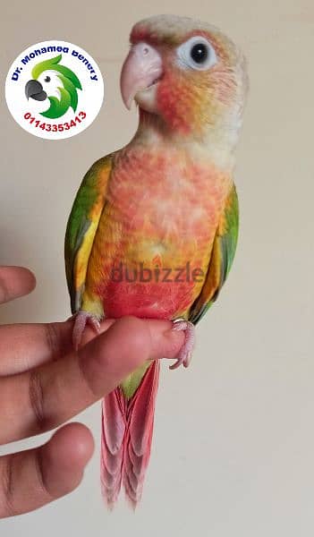 pineapple high red green cheecked conure parrot 0