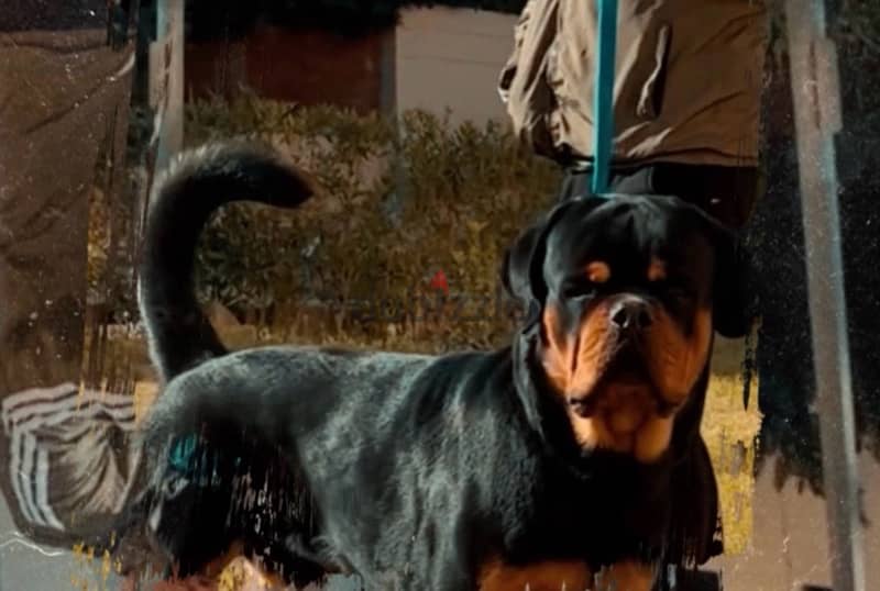 Male Rotweiler for sale 0