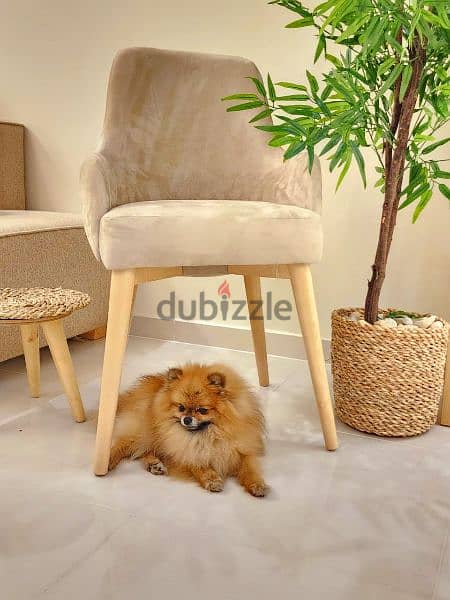 pomeranian بومرانيان أجمل و أصغر جراوى 1