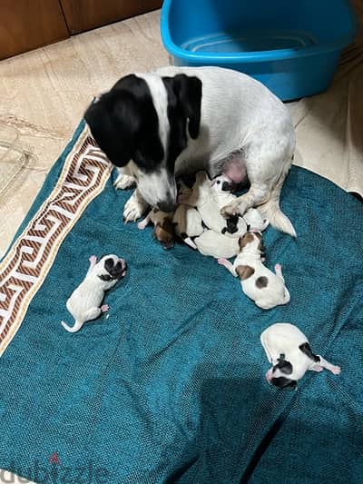 Purebred Jack Russell Terrier Puppies for Sale parent home raised