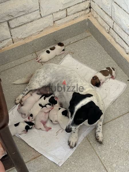 Purebred Jack Russell Terrier Puppies for Sale 1