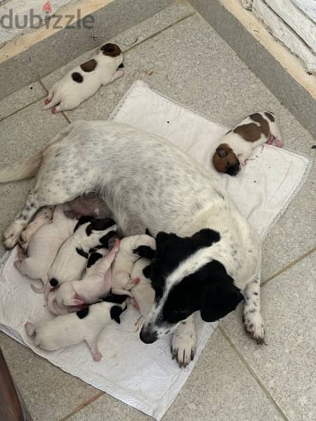 Purebred Jack Russell Terrier Puppies for Sale 2