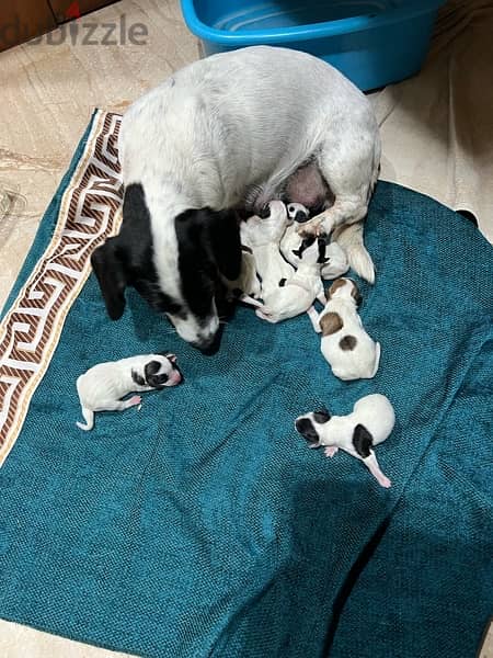 Purebred Jack Russell Terrier Puppies for Sale 3