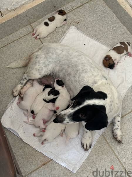 Purebred Jack Russell Terrier Puppies for Sale 4