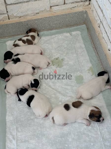 Purebred Jack Russell Terrier Puppies for Sale 5