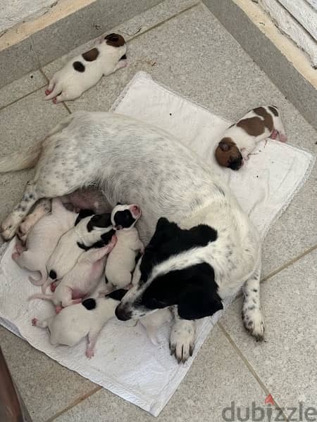 Purebred Jack Russell Terrier Puppies for Sale 6