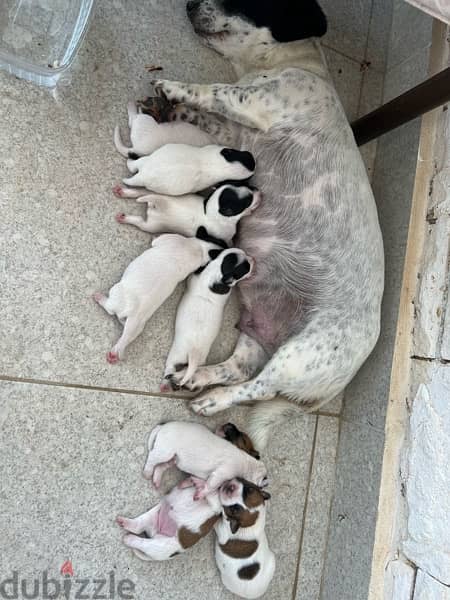 Purebred Jack Russell Terrier Puppies for Sale 7