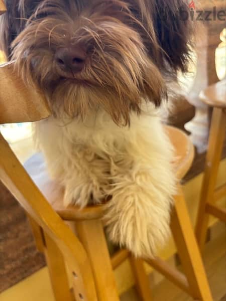 havanese yorkie mix 3