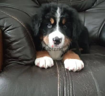 Bernese Mountain Dog With All Documents From Europe 1