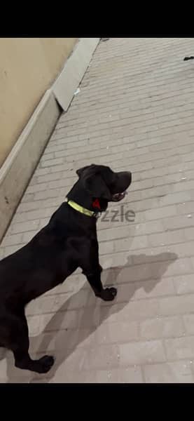 Male Chocolate Labrador for sale 5