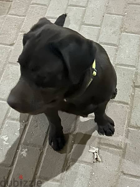 Male Chocolate Labrador for sale 14