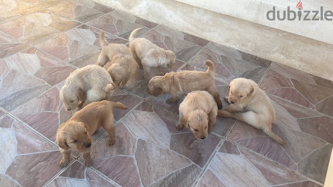 30 days old PURE golden retriever puppies 3