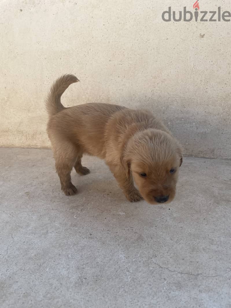 30 days old PURE golden retriever puppies 5