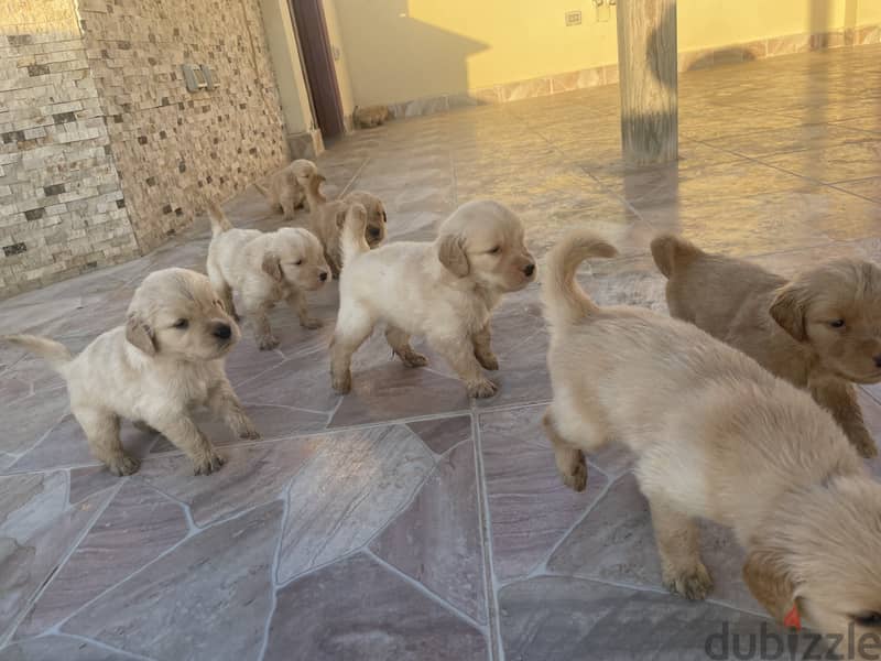 30 days old PURE golden retriever puppies 9