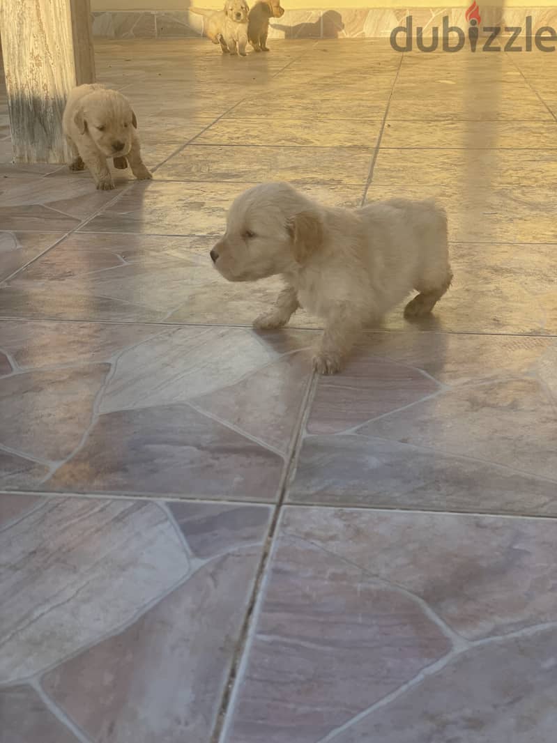 30 days old PURE golden retriever puppies 12
