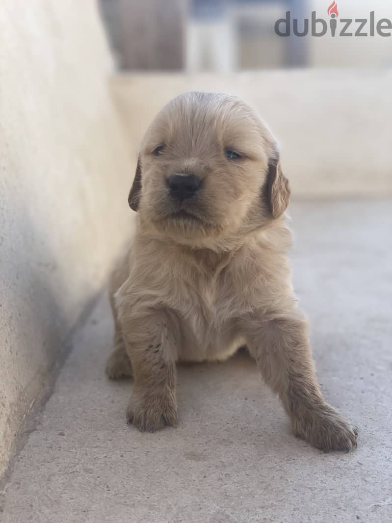 30 days old PURE golden retriever puppies 13