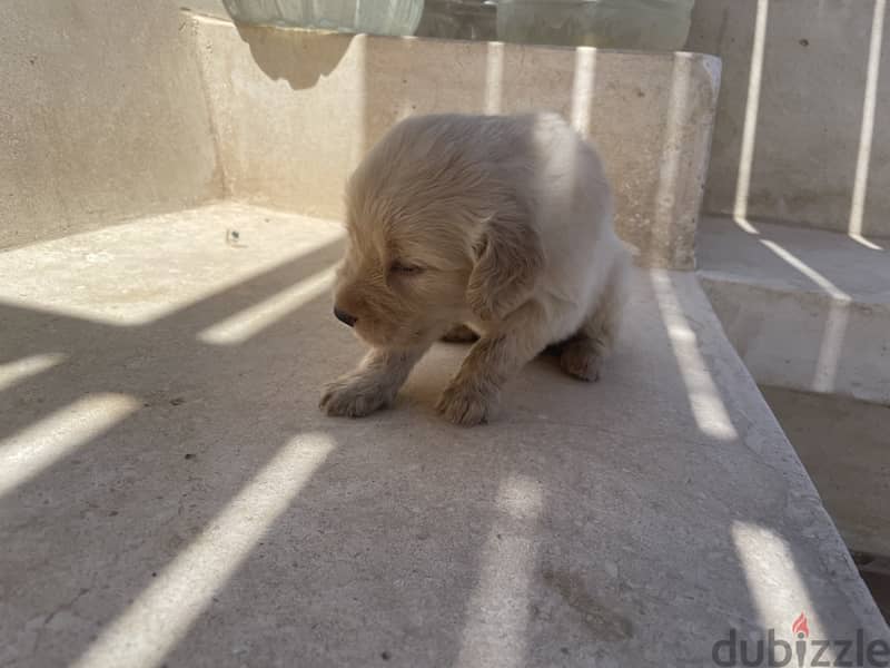 30 days old PURE golden retriever puppies 15