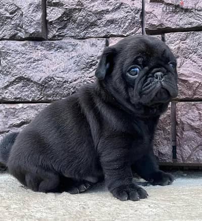 بلاك_black pug