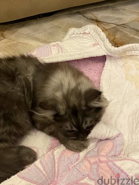 shirazi cat 2.5 months old | قطة شيرازي شهرين ونصف 0