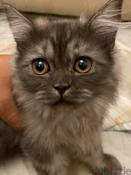 shirazi cat 2.5 months old | قطة شيرازي شهرين ونصف 1