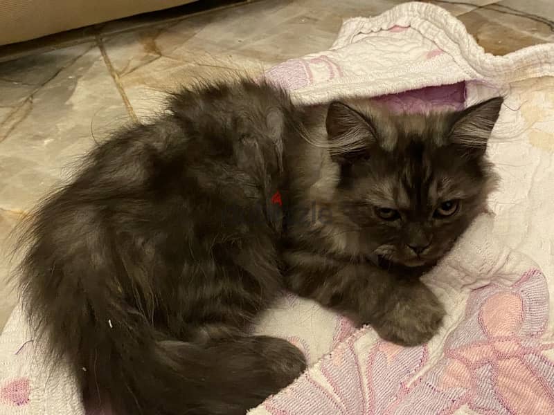 shirazi cat 2.5 months old | قطة شيرازي شهرين ونصف 2