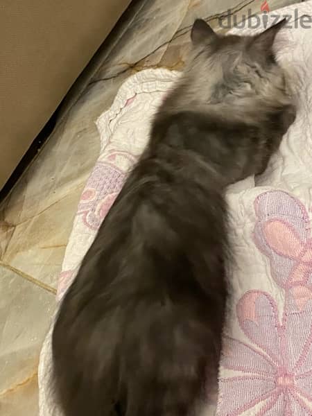 shirazi cat 2.5 months old | قطة شيرازي شهرين ونصف 3
