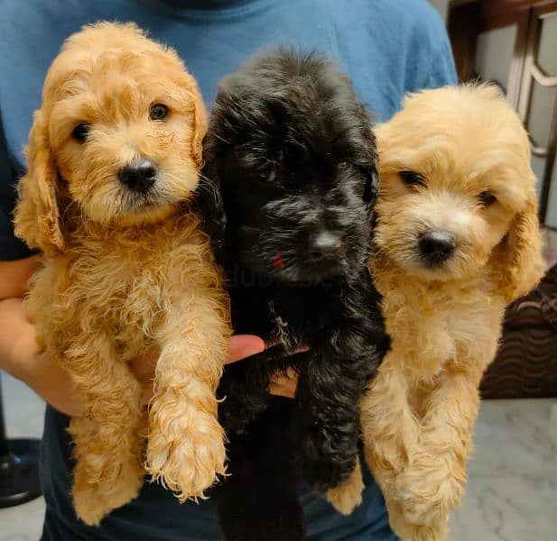 Male and female cockapoo puppies 0