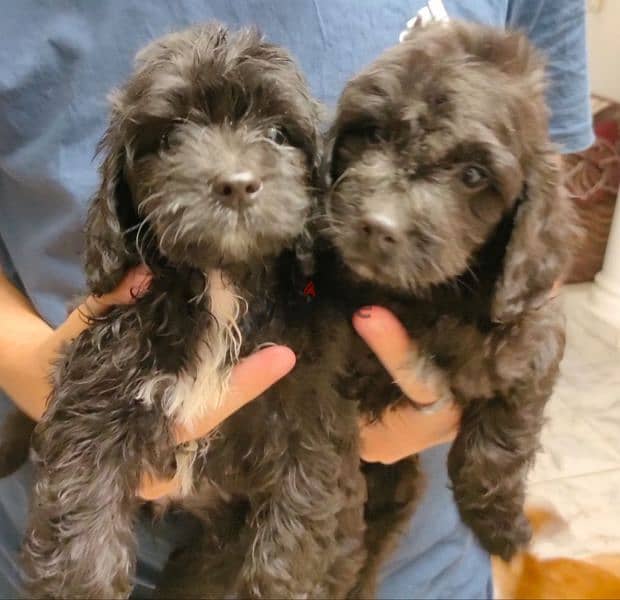 Male and female cockapoo puppies 1