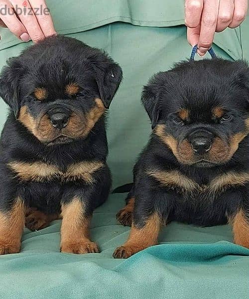 very high quality rot puppies with free general check up 0