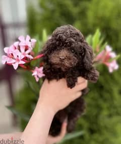 Toy Poodle puppies From Russia 0