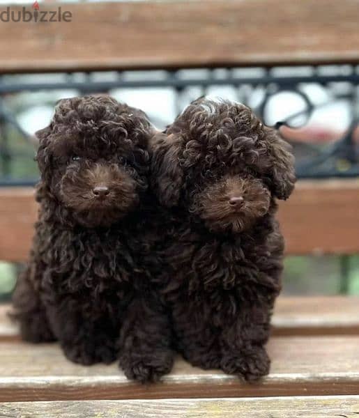 Toy Poodle puppies From Russia 1