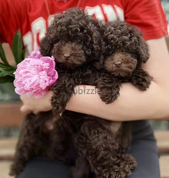 Toy Poodle puppies From Russia 2