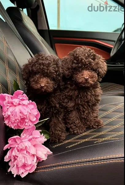 Toy Poodle puppies From Russia 3